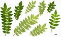 SpeciesSub: f. brevispinosum